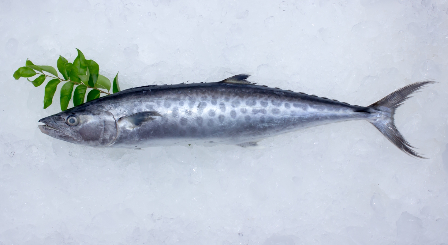 Seer Fish / King Fish – நெய் மீன் (Slice – Cut & Clean ) – Cholas Super