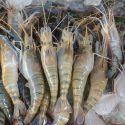 Farmed Shrimp – வளர்ப்பு  இறால்